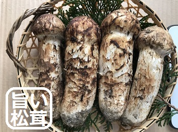�ڂݏ���300�O�����̉摜