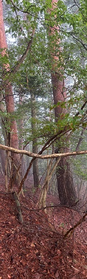 ڂ