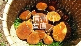 nłAJ}h̉摜