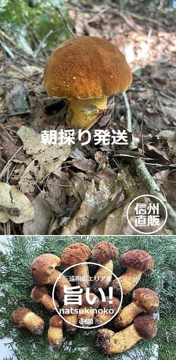 �R�̒��ɍ炭�^�Ă̏��ۃA�J���}�h���̉摜