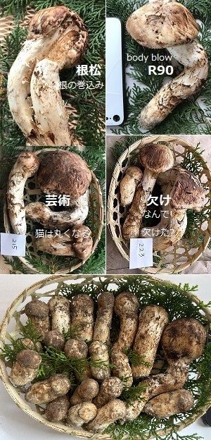 ̏ڍ׉摜